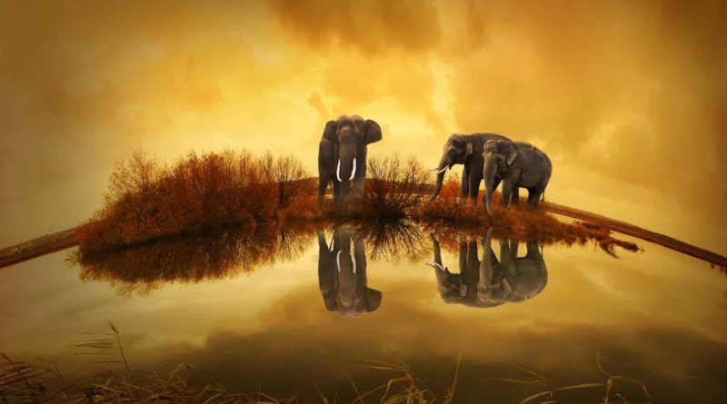 Elephant Endangerment The Threat of Africa's New Oilfield