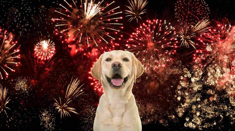 Navigating Fireworks Fear How to Soothe Your Canine Companion on Independence Day