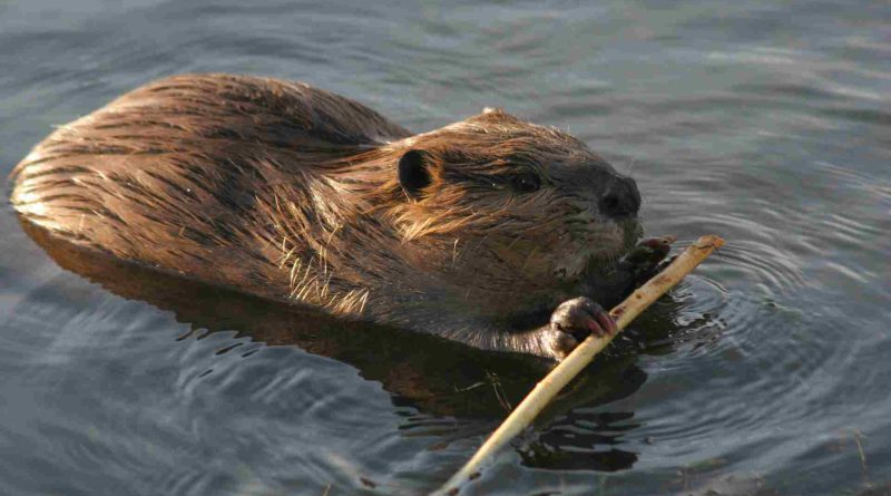 Beaver Revival Restoring England's Rivers