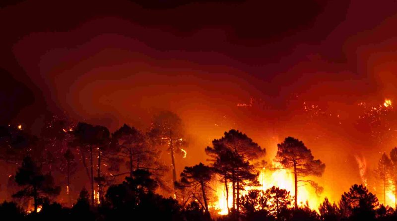 Blazing Amazon The Ongoing Environmental Crisis in Brazil