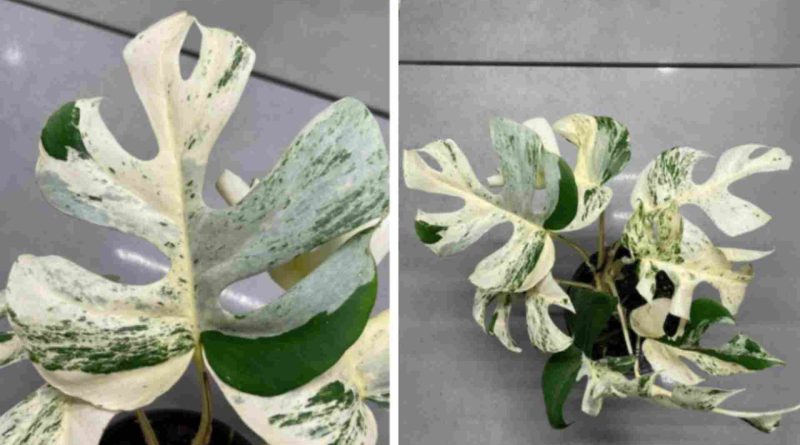 Breaking News New Zealand Houseplant Sets Auction Record, Fetching $19,200 in Fierce Online Battle