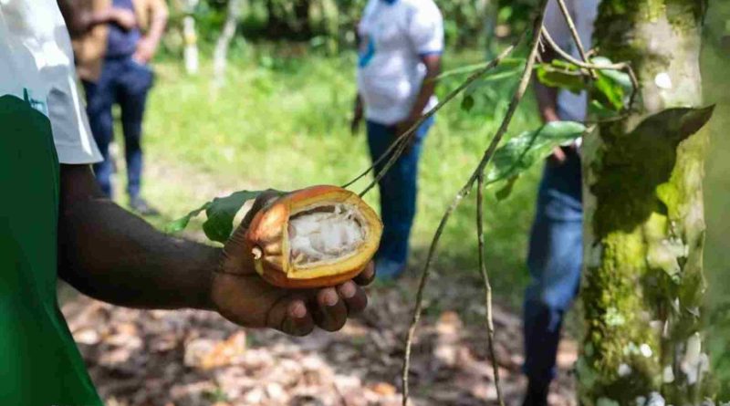 Breaking the Chains Ivory Coast's Battle Against Child Labor in the Cocoa Fields