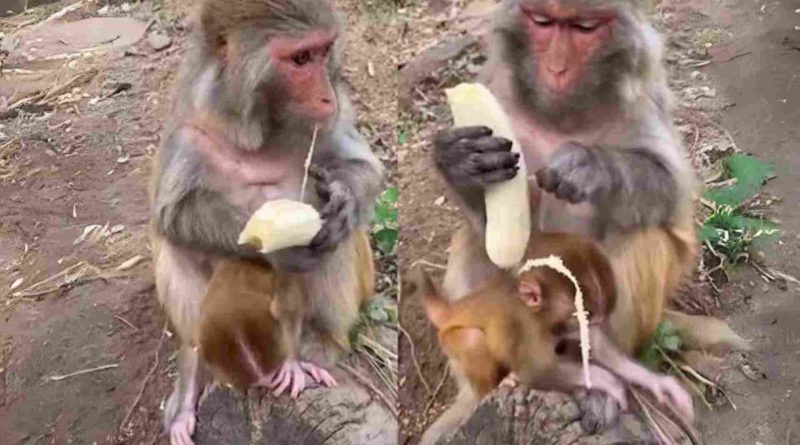 Captivating footage of a monkey indulging in a banana just like us catches Twitter off guard