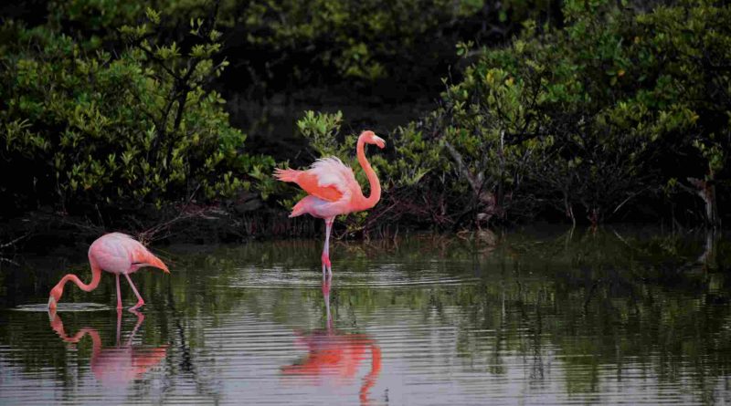 Resurrected Icons Australia's Last Flamingos Shine as Symbols of Pride