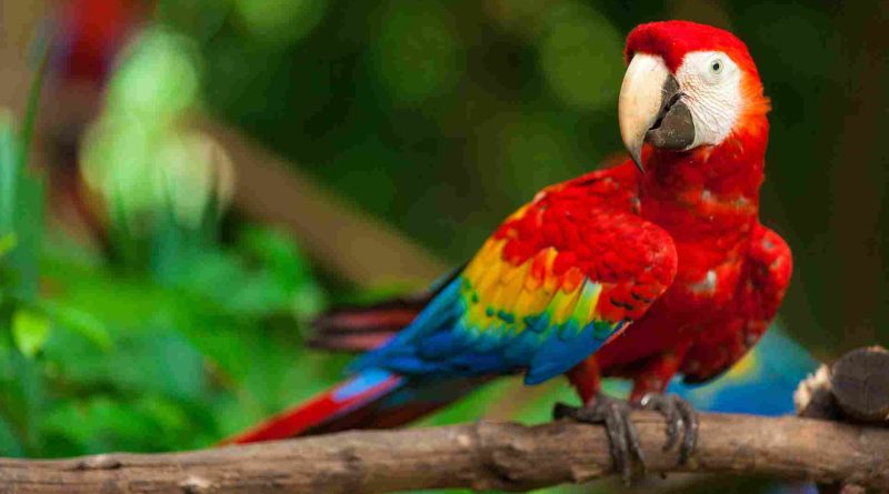 Unlocking the mystery of saving the world’s fastest parrot