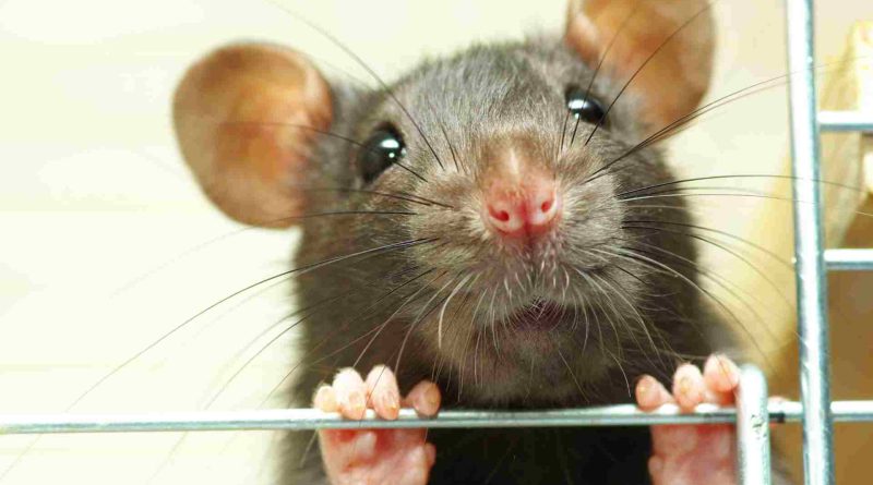 Exclaiming Rats!—Does Boston Call for a Rat Czar