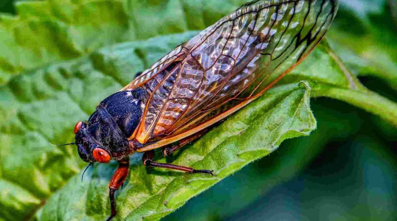 The Great Cicada Emergence Trillions Descend Upon the US