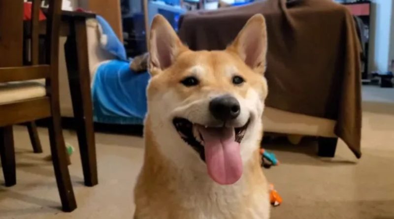 Dog Speedrunning MLB on Super Nintendo Is One of the Most Wholesome Things You'll See Today