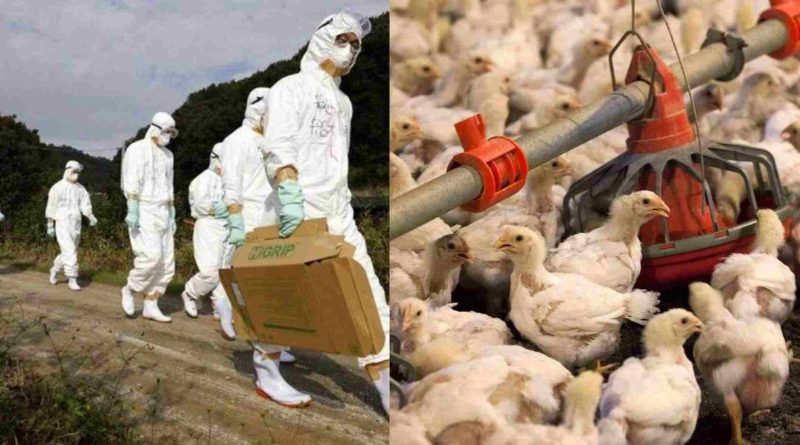 H5N1 Bird Flu Outbreak Raises Pandemic Fears