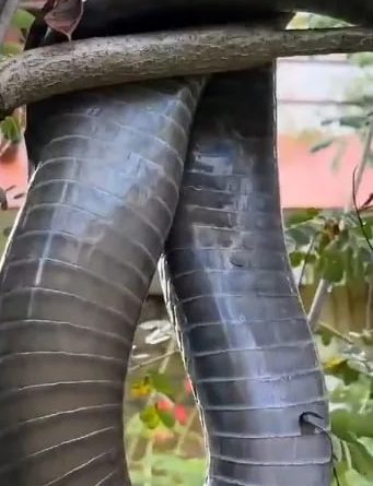 In Jaw-Dropping Video, 12-Foot Long King Cobra Rescued And Released In Karnataka Forest