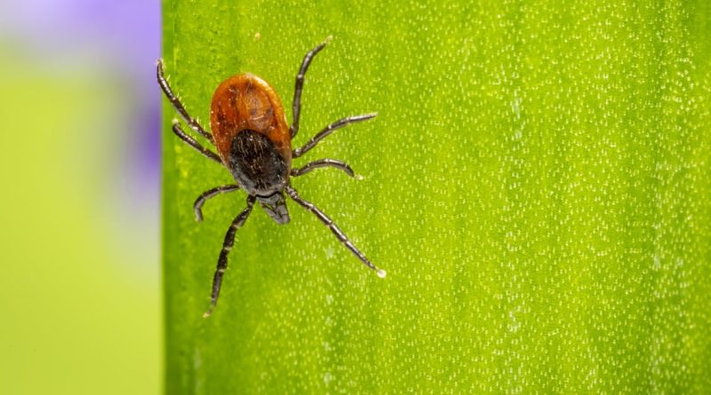 Man Dies In Spain After Contracting 'Ebola-Like Disease' From Tick Bite