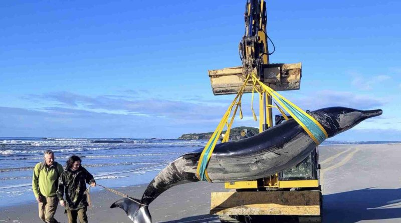 Rare Spade-Toothed Whale Discovered on New Zealand Beach