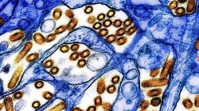 New initiative launched by WHO to develop mRNA bird flu vaccines