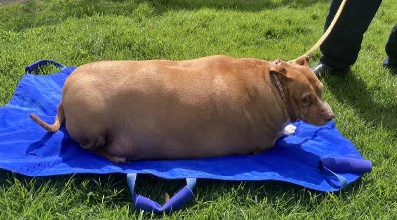 Woman Sent To Jail For Overfeeding 53 Kg Dog To Death In New Zealand