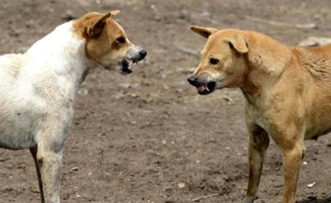 4-Year-Old Boy, Bitten By Stray Dog, Dies Of Rabies In Tamil Nadu: Report