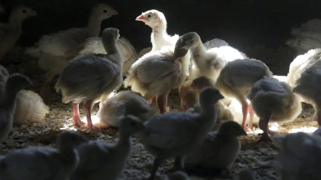CDC confirms first serious bird flu case in the US 3 Bird Flu Cases in the U.S.