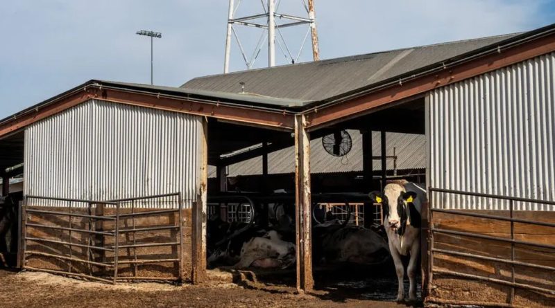 California Dairy Industry Faces Devastating Bird Flu Outbreak