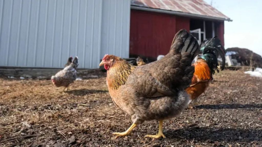 CDC confirms first serious bird flu case in the US 2 Raw Milk Testing and California Outbreak