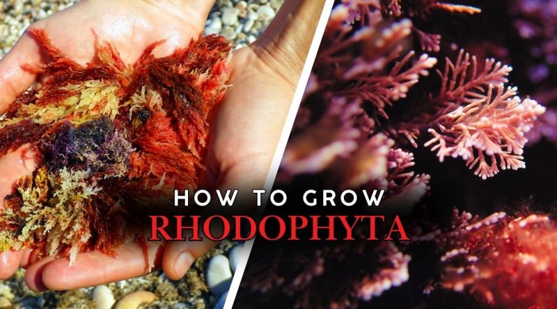How to Grow Rhodophyta: A Comprehensive Guide