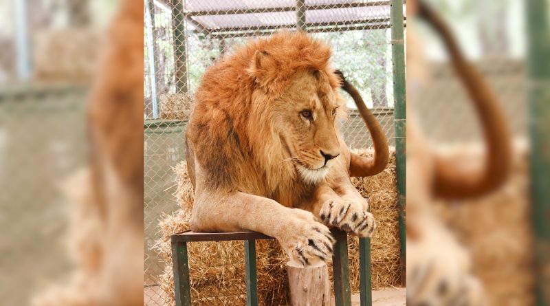 Pakistani Man Enters Lion's Cage For TikTok Video. He Was Mauled