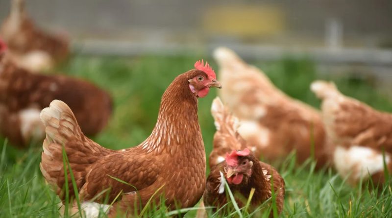 Nearly 4 Lakh Chickens Die In Andhra, Samples Being Tested For Cause