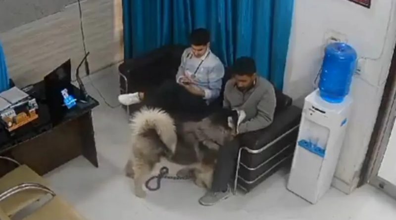Husky Turns Aggressive, Attacks Man In Shocking Incident