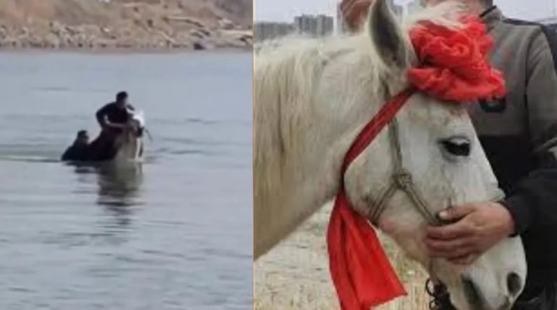 Heroic 'White Dragon' Horse Dies Days After Rescuing Man From Drowning