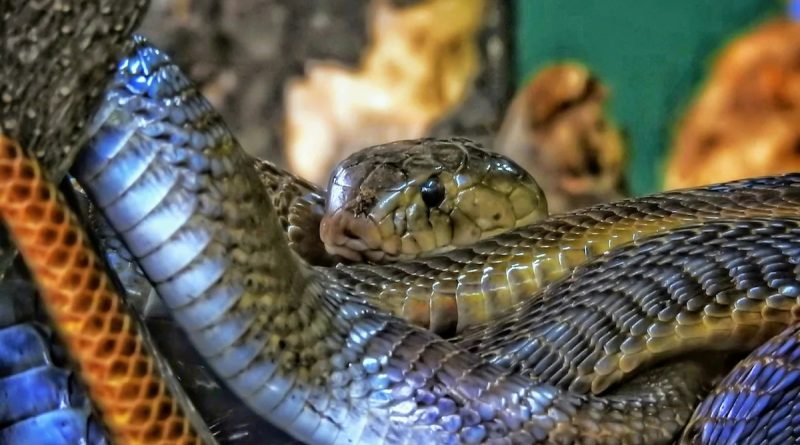 Inside The World's Largest Snake Gathering
